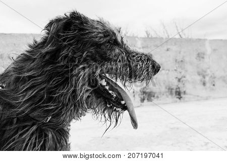 Black and white portrait of irish wolfhound dog from the profile in winter time.