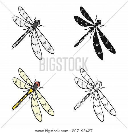 A dragonfly, a predatory insect.Dragonfly flying invertebrate insect single icon in cartoon style vector symbol stock isometric illustration .