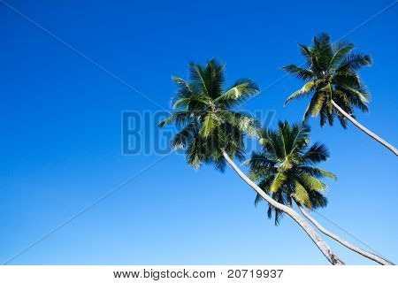 Three Palm Trees