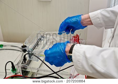 Loading the agarose gel with samples for the separation of DNA fragments for electrophoresis