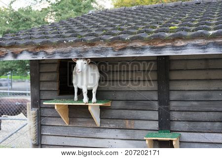 white goat standing on plattform from wood house in animal farm outside park