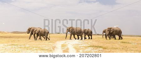 Herd of elephants crossing dirt road at Amboseli National Park, formerly Maasai Amboseli Game Reserve, is in Kajiado District, Rift Valley Province in Kenya.