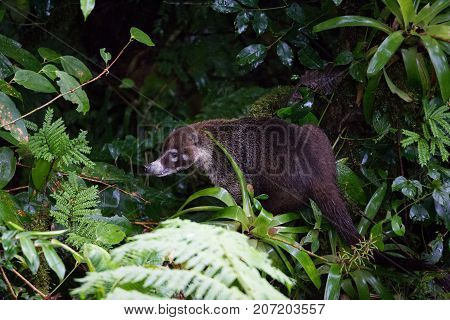 Wild white-nosed coati in lush rainforest Monteverde Costa Rica