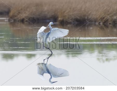 A Rare Hybrid Tricoloured Heron x Snowy Egret with reflection landing at Caroni Rice Fields Trinidad
