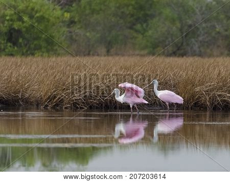 Roseate Spoonbills (Platalea ajaja) in early morning sunlight in Caroni Rice Fields Trinidad