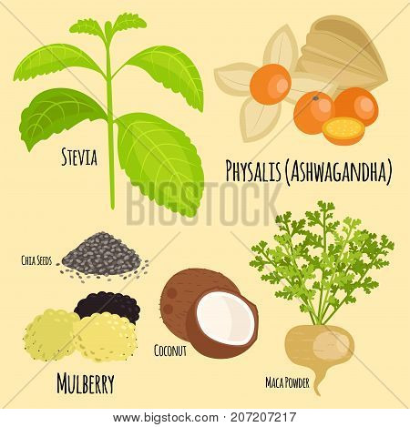 Vegetarian superfood healthy vegetable eco food fresh organic traditional gourmet nutrition vector illustration. Eating restaurant appetizer delicious snack.