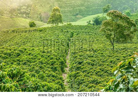 This image shows a coffee plantation in Jerico Colombia in the state of Antioquia.