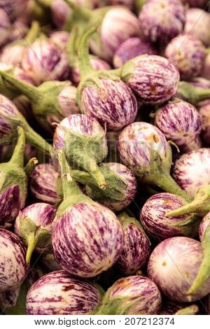 Purple, White And Green Thai Eggplant Solanum Melongena