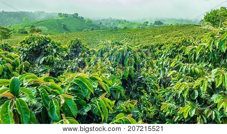 This image shows a coffee plantation in Jerico Colombia in the state of Antioquia.