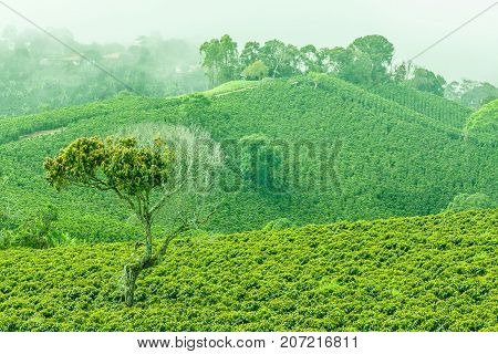 This image shows a coffee plantation in Jerico Colombia in the state of Antioquia.