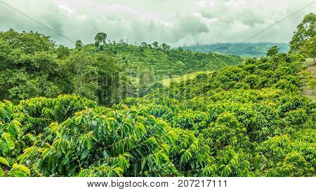 This image shows a coffee plantation in Jerico Colombia in the state of Antioquia.
