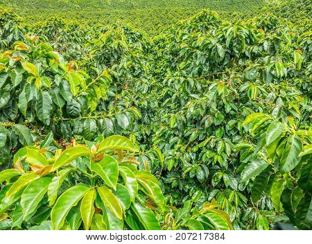 This image shows a coffee plantation in Jerico Colombia in the state of Antioquia.