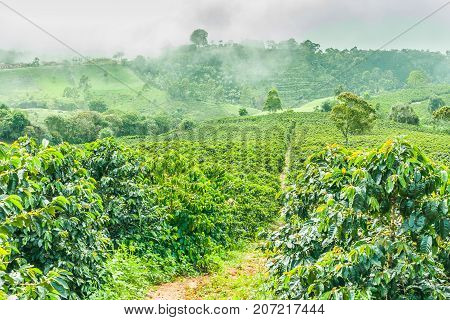 This image shows a coffee plantation in Jerico Colombia in the state of Antioquia.