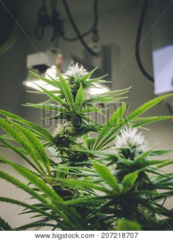 Cannabis plants forming buds with groth toward indoor lighting