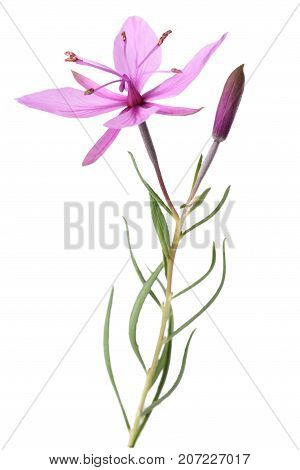 Pink Alpine Willowherb