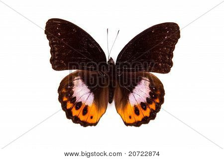 schwarz und rot schmetterling Hypolimnas Pandarus isolated on white background