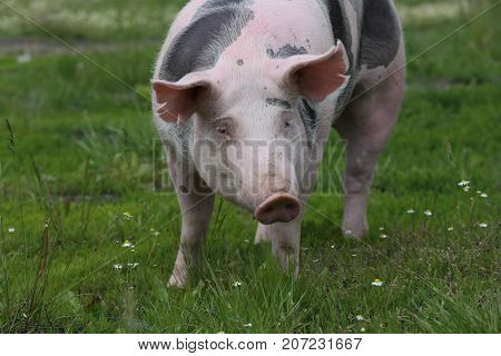 Spotted pietrian breed pig grazing at animal farm on pasture
