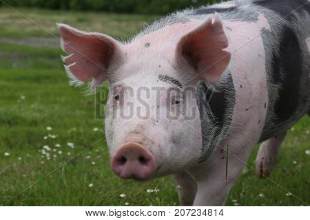 Head shot closeup of a young pietrain pig on the meadow