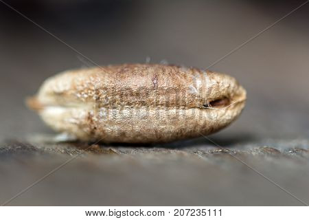 Fresh sweet dates seed on wooden background, close up