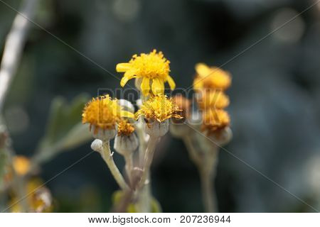 Silver Ragwort (jacobaea Maritima)