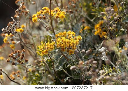Silver Ragwort (jacobaea Maritima)