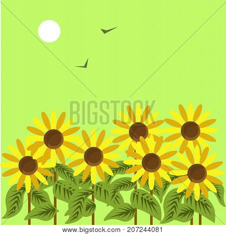 Ripe sunflowers under dim sun in green sky with black birds that fly away vector illustration. Yellow flowers with edible seeds in blossom. Great autumnal scene of weather that becomes colder.