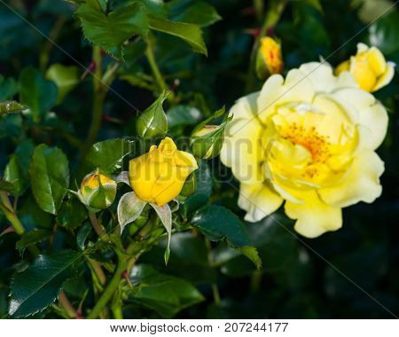 Flower buds of yellow rose in garden on a bush close-up selective focus shallow DOF.
