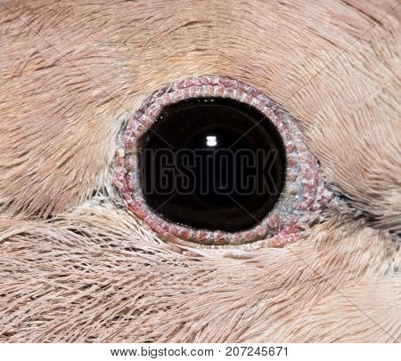 blue eyes. macro . Photos in the studio