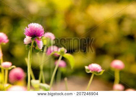 Gomphrena in the park on the sunrise.