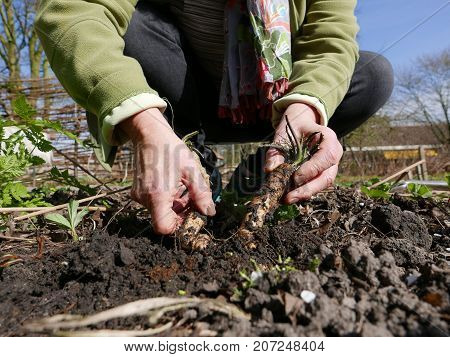 Harvesting fresh horseradish from the vegetable garden