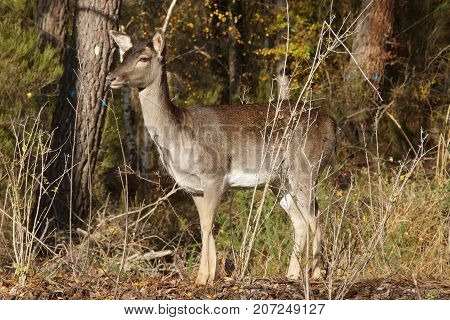 A deer with a grey coat in the forest.