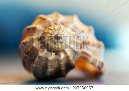 Close-up on a seashell. Shallow depth of field.
