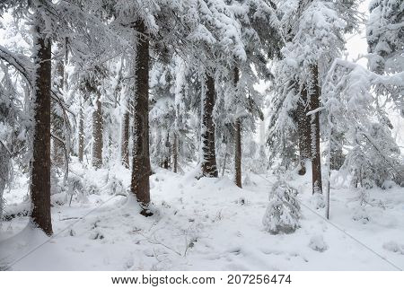 frosty pine trees on the background of taiga forest and hills under snowy sky.