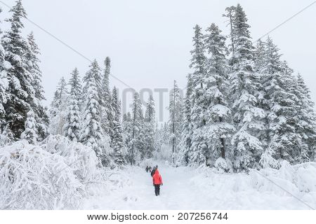 Group of some people on winter hike in mountains, backpackers walking on snowy forest in Taiga.