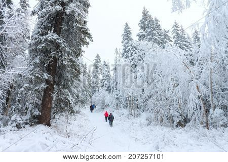 Group of some people on winter hike in mountains, backpackers walking on snowy forest in Taiga.