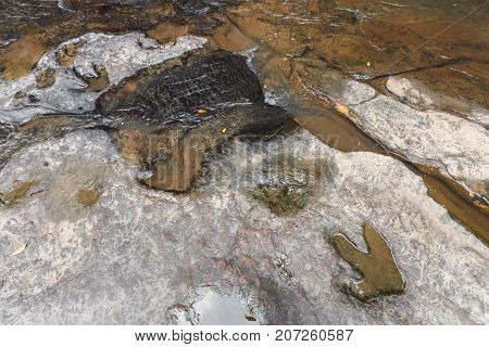 Footprint Of Dinosaur ( Carnotaurus ) On Ground Near Stream At Phu Faek National Forest Park , Kalas
