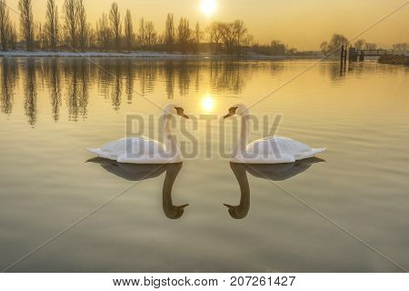 Two white swans on a river at sunset. Swans floating on the river