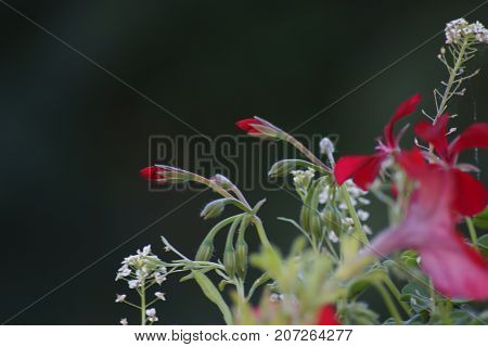 Magnificent flowers of red and white color. The nature is beautiful.