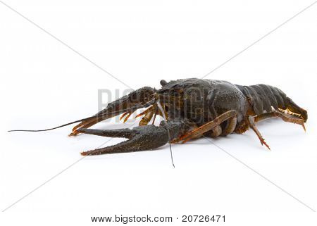 Ųķčnķch Astacus leptodactylus. Úzký Drápal raků na bílém pozadí.