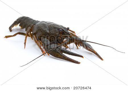 Ųķčnķch Astacus leptodactylus. Úzký Drápal raků na bílém pozadí.