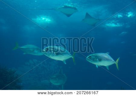 Fishes inside Blue Aquarium Tank, Fish Theme