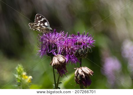 Beautiful Butterfly on Violet Rhaponticum, Nature Theme