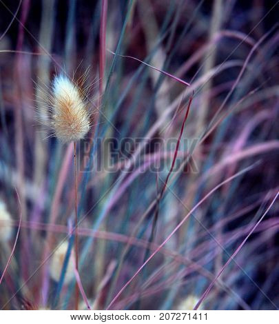 Closeup of wild plants. A beautiful plant in the wild.