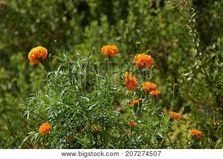 Beautiful small flowers of colors orange. The nature is magnificent.