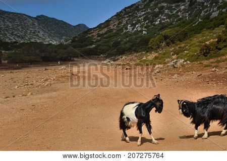 Two goats face to face for a fight in the mountains of western Crete