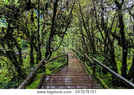 Beautiful rain forest at Angka nature trail in Doi Inthanon national park Thailand