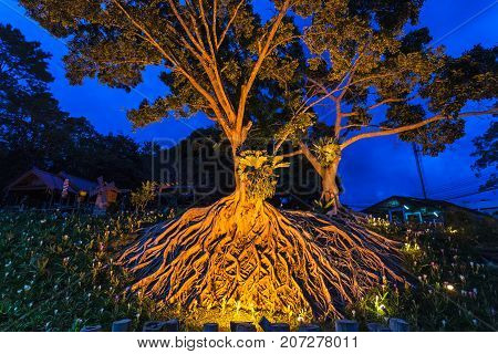 Colorful of light big roots of old big tree amazing chaos at Chulabhorn Dam Chaiyaphum Thailand