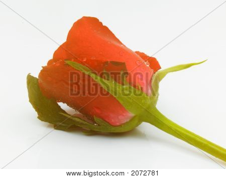 Única rosa vermelha
