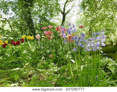 Wild Flowering Tulips