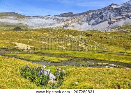 Violet flowers (Aconitum napellus) in the center of the glacial Circus of Troumouse one of the largest from the Europe.